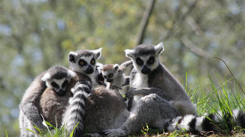 Kattas Zoo Salzburg