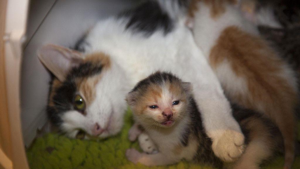 Gerettete Katzenbabys in Lochen