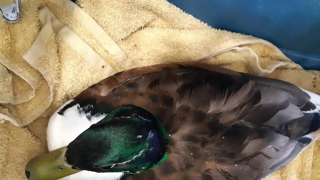Ente mit Angelhaken verletzt