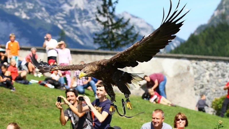 Falkenshow auf Burg Hohenwerfen