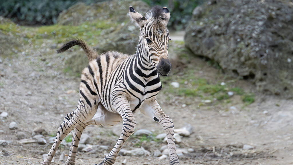 Zebra-Baby_Schönbrunn
