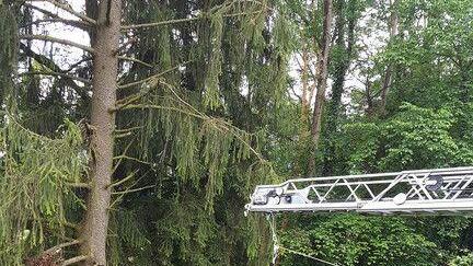 Schwerer Forstunfall in Loh: Mann unter Baum eingeklemmt
