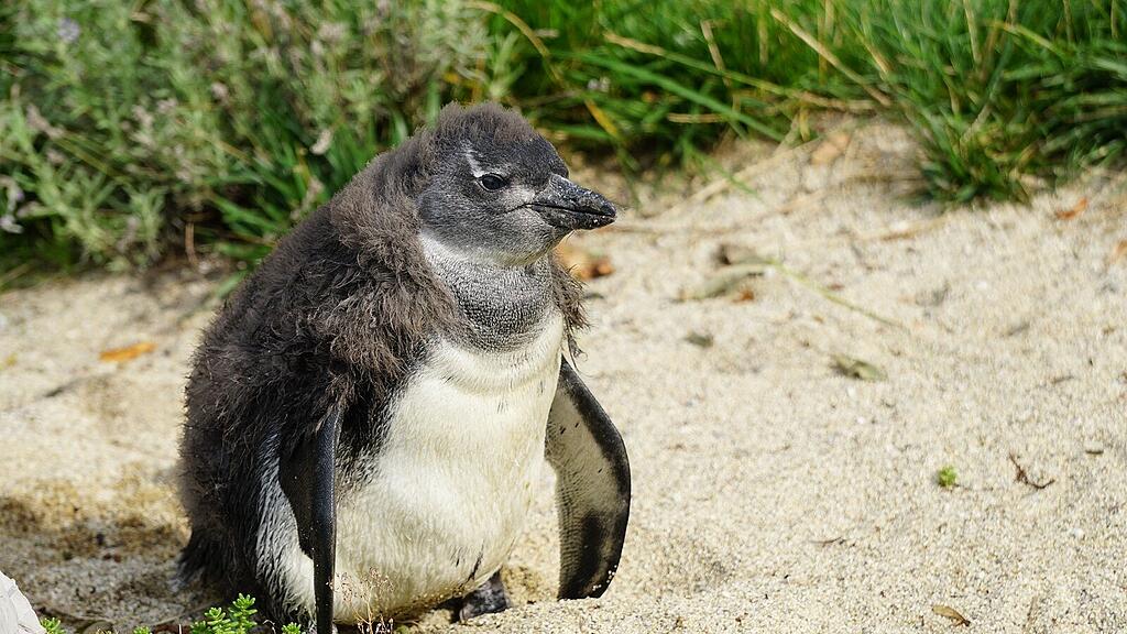 Pinguinküken im Zoo Salzburg