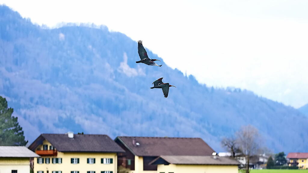Waldrappe