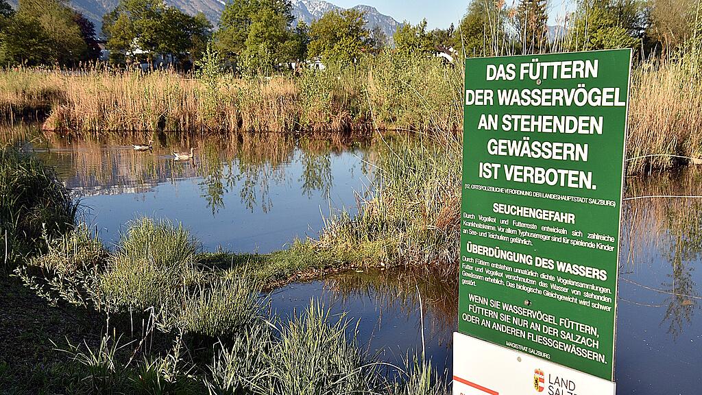 Enten Leopoldskron