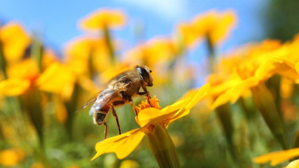 Die Tierbilder der Woche