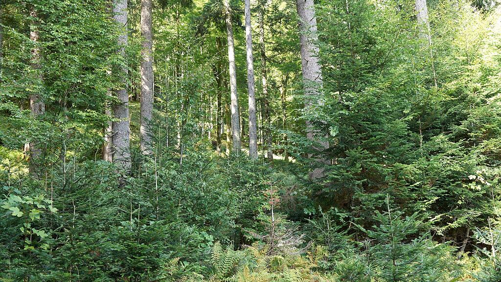 315.000 neue Bäume für Salzburgs Wälder