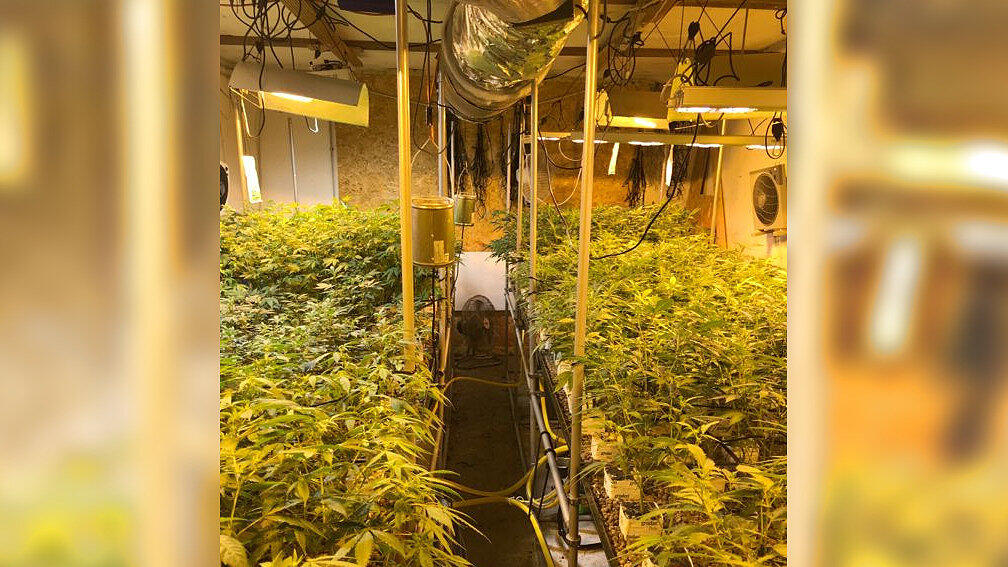 Cannabis-Plantage im Bezirk Kirchdorf