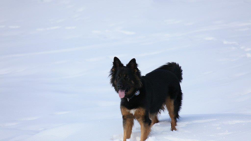 Superhunde im Einsatz