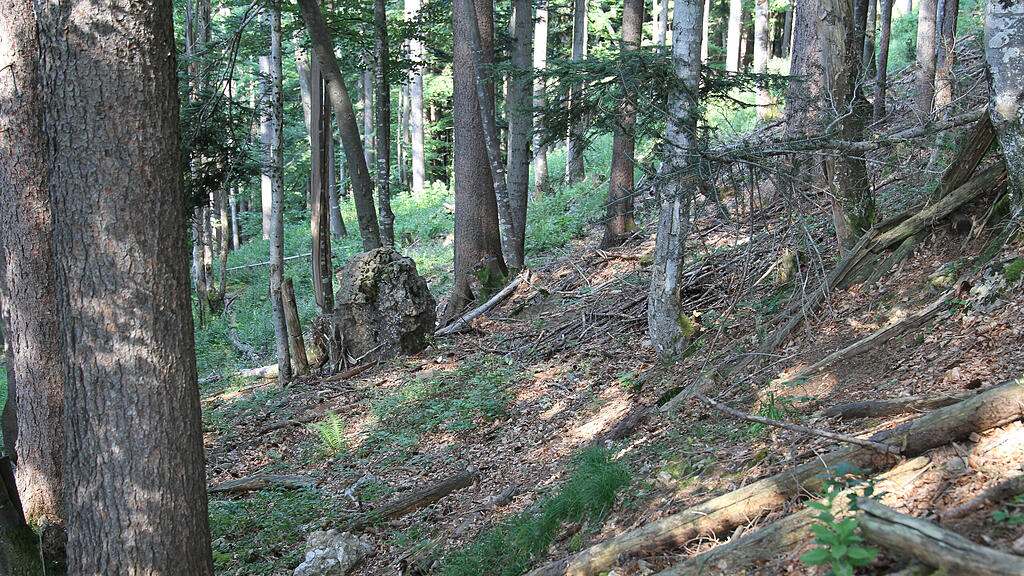 Wald Wetterdaten