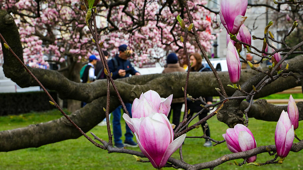 Magnolienbäume am Makartplatz
