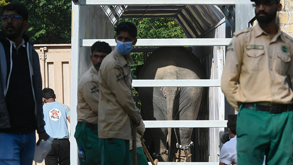 Einsamster Elefant Kaavan