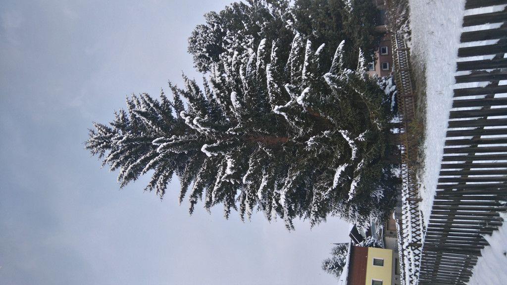 Baum für Salzburger Christkindlmarkt wird gefällt