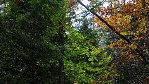 Goldener Oktober 2014