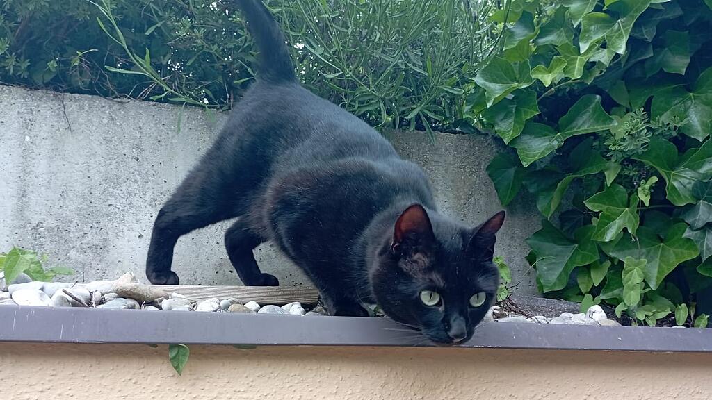 Weltkatzentag 2024