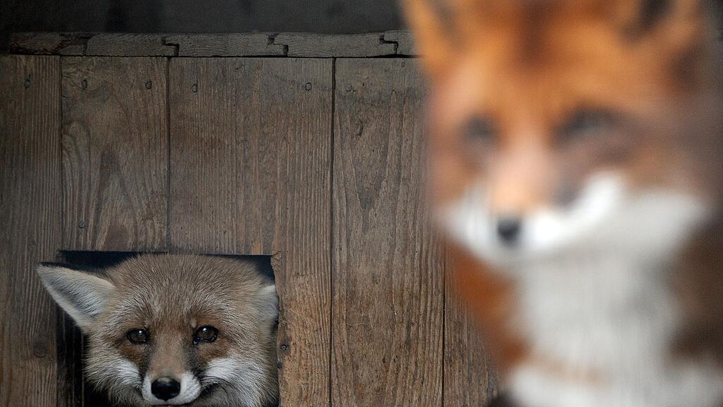 Die Frau störte sich an dem Lied "Fuchs, du hast die Gans gestohlen". (Symbolbild)