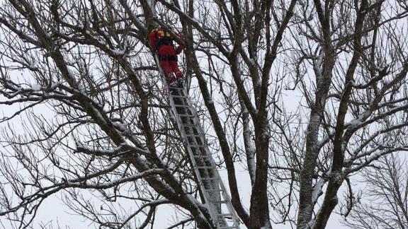 Feuerwehr Grödig rettet Katze von Baum