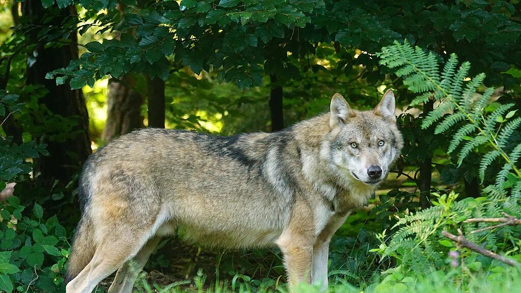 symb_wolf