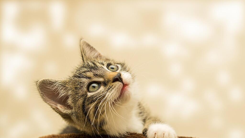 Symb_Katze Symb_Katzenbaby Symb_Kitten