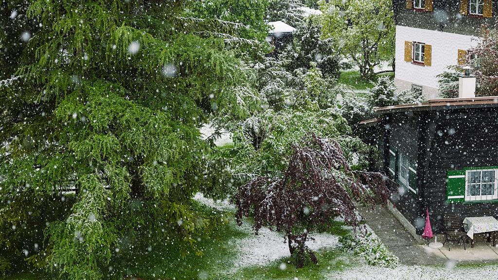 Schnee und Pflanzen im April