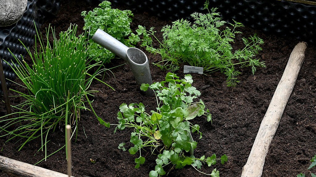 Garten / Pflanzen / Aussat