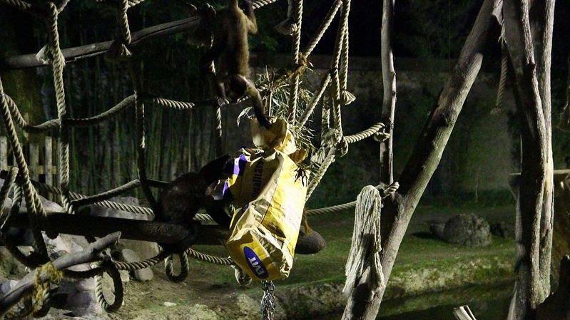 Nachtzoo in Salzburg
