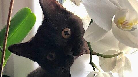 Weltkatzentag 2022