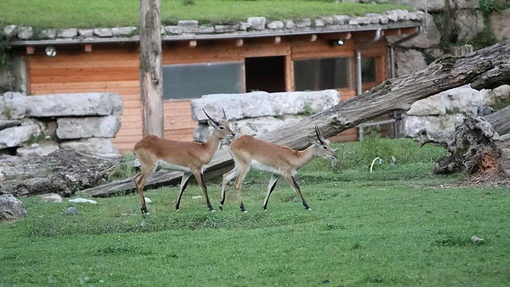 Bilder vom Nachtzoo