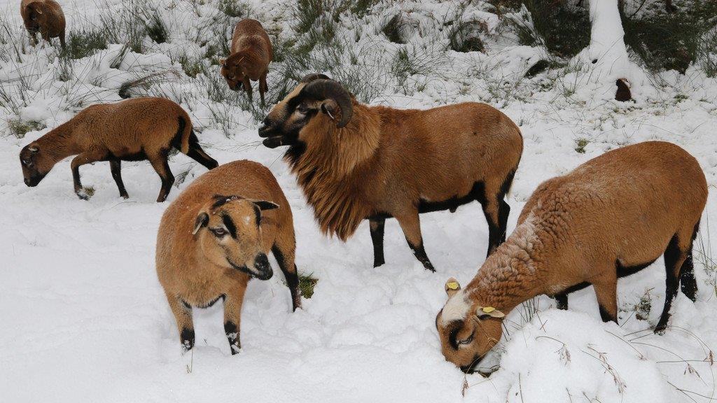 Tiere im Schnee