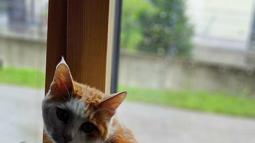 Weltkatzentag 2025