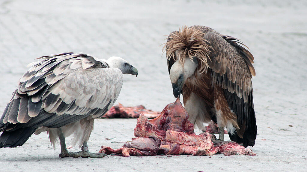 ZooSBG_Alt_undJungvogel_Fressen.jpg