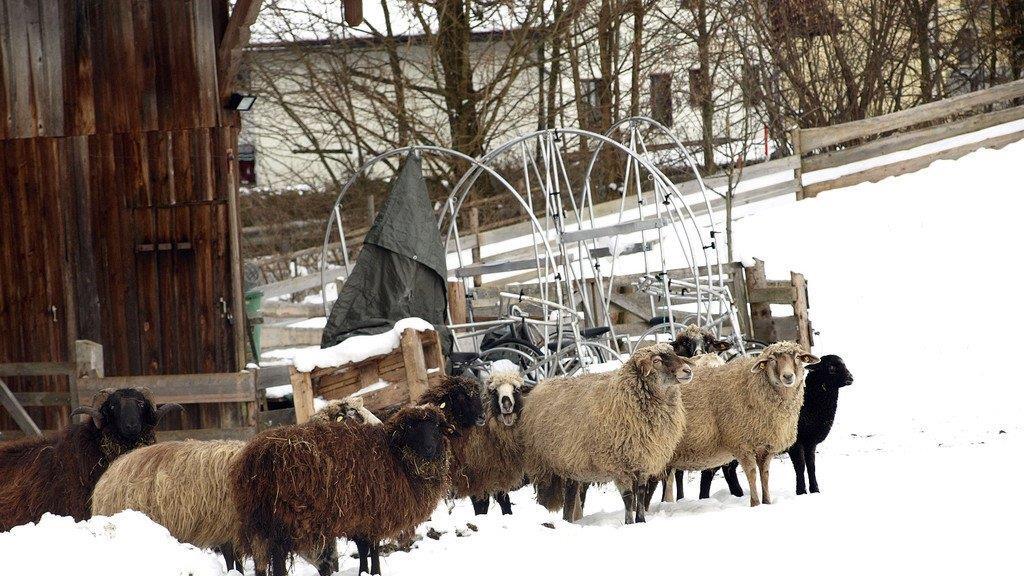 Winterspaziergang am Mondsee