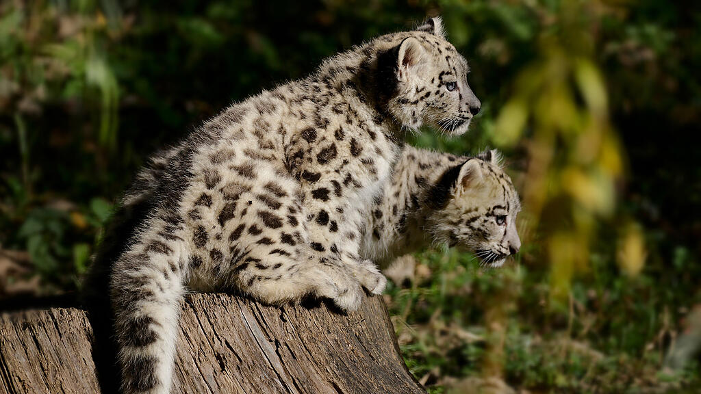 Schneeleoparden-Babys Zoo Salzburg