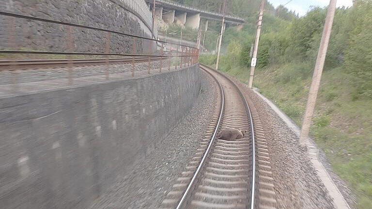 Toter Bär auf Gleisen zwischen lend und Schwarzach