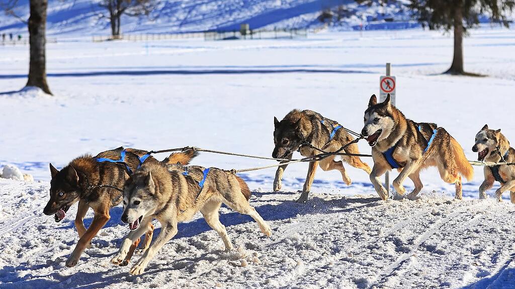 25. Hundeschlittenrennen in Werfenweng