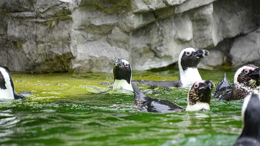 Brillenpinguine, Zoo Salzburg