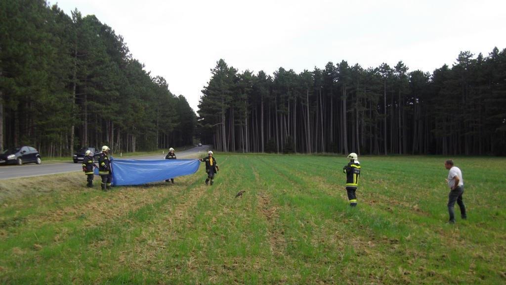 Tierrettung in Neunkirchen: Verletzter Greifvogel geborgen