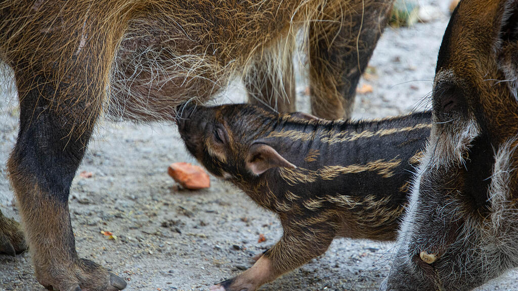Nachwuchs bei Pinselohrschweinen im Zoo Salzburg