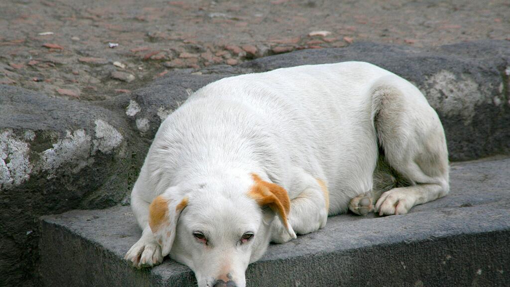 Von dem Hund fehlt bisher jede Spur.