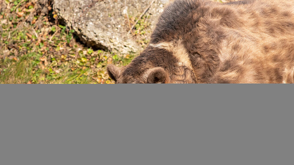 Salzburger Braunbär Aragon läutet den Frühling ein