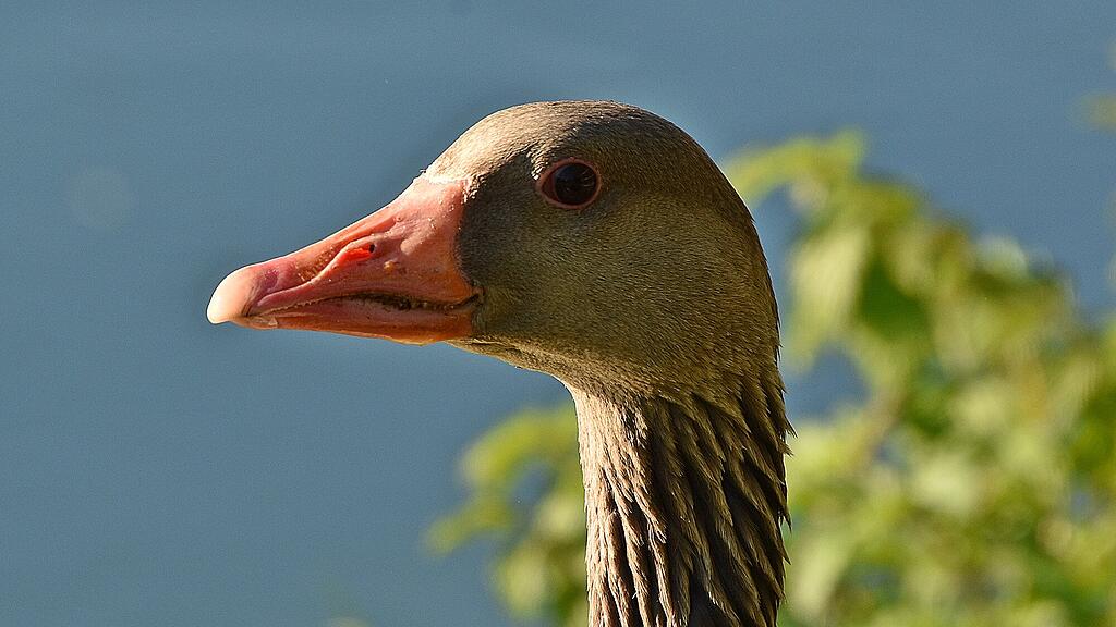 Enten Leopoldskron