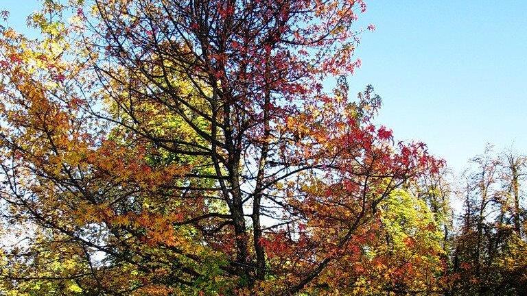 Herbstbilder aus Hellbrunn