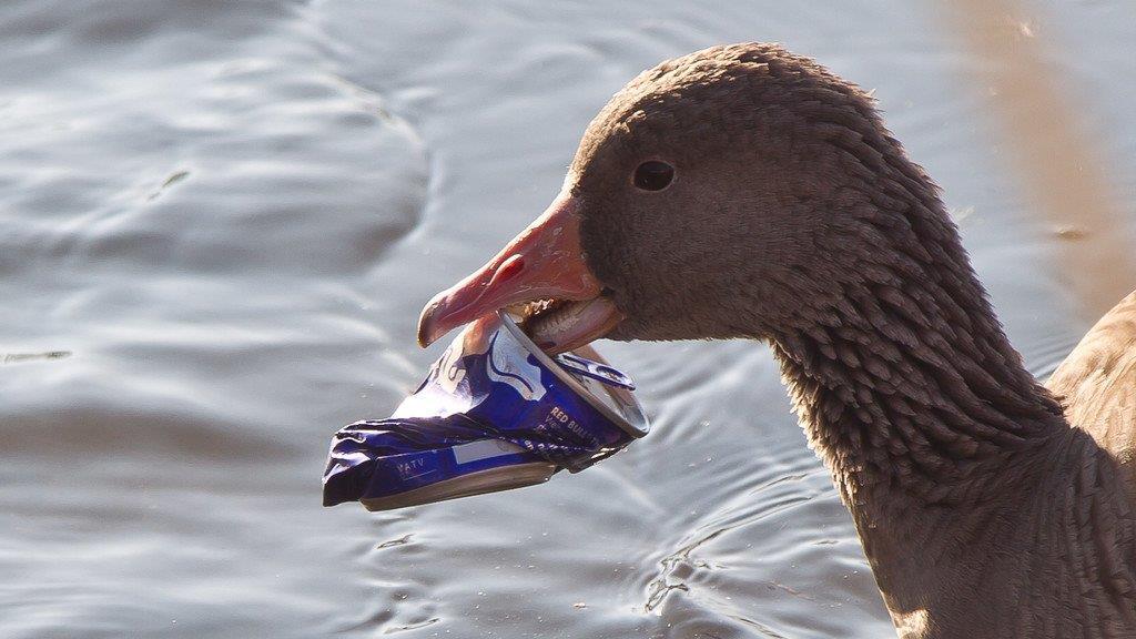 Leopoldskroner Weiher: Gans quält sich mit Getränkedose