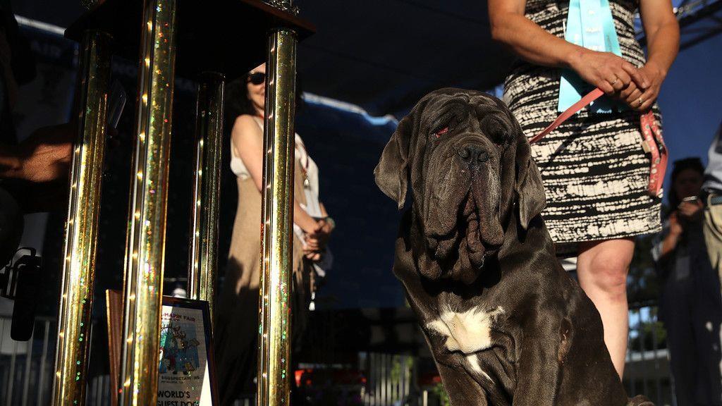 Wahl zum "Hässlichsten Hund"