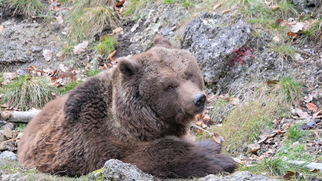 Braunbär Blanca