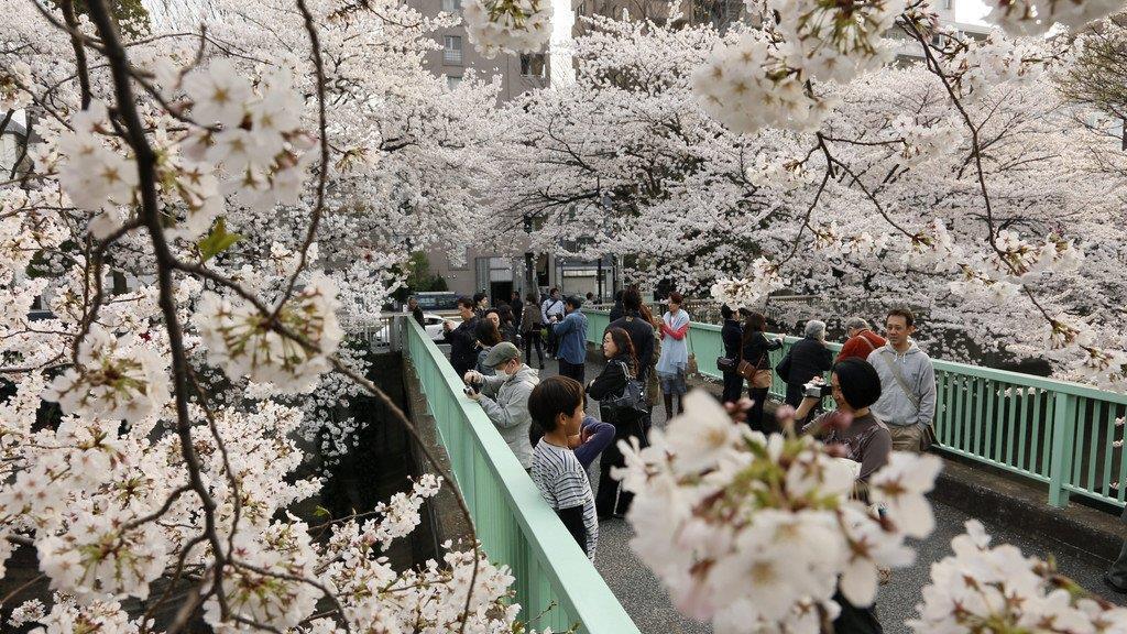 Kirschbäume in Japan in voller Pracht