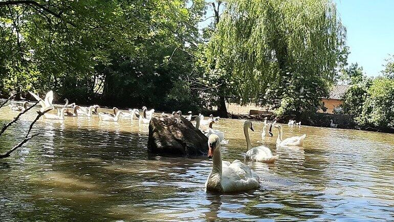 Schwan "Hansi", Pfotenhilfe, Mondsee