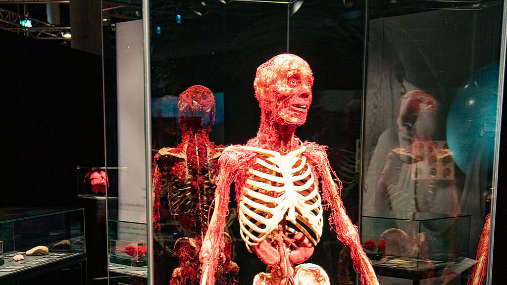 Ausstellung K\u00f6rperwelten Salzburg II