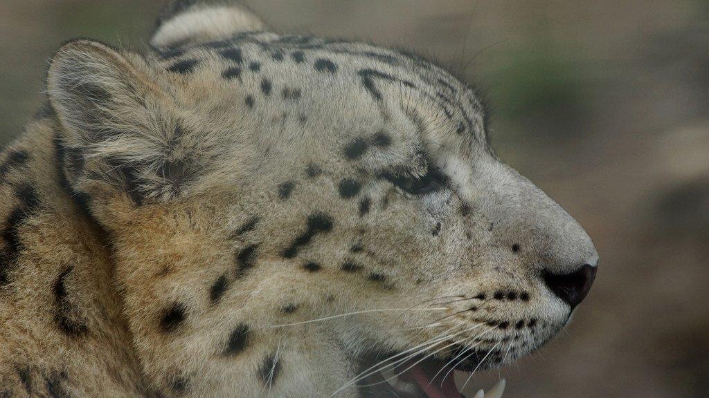 Schneeleopard Sangpo reist nach Chisinau
