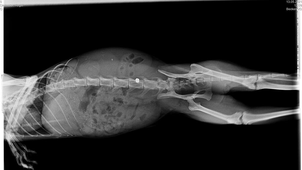 Verletzte Katze Pfotenhilfe